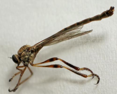 Leptogaster guttiventris